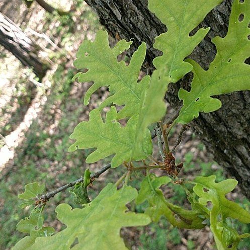 Photo of the plant species Downy Oak by @PetDuranta61 named Sir Plancelot on Greg, the plant care app