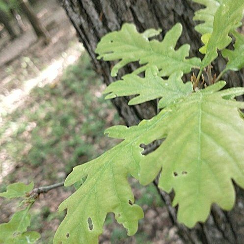 Photo of the plant species Downy Oak by @PetDuranta61 named Bodhi on Greg, the plant care app