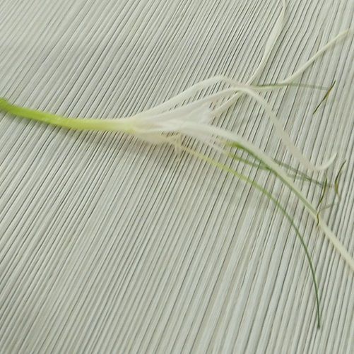 Photo of the plant species Evening Rain-Lily by @BeefyTropical20 named Bodhi on Greg, the plant care app