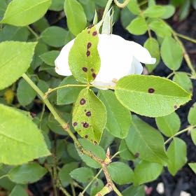 Photo of the plant species Evergreen Rose by @MusicalPixiecap named Walt on Greg, the plant care app
