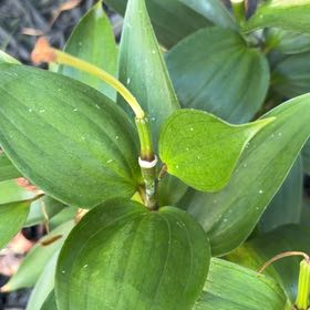 Photo of the plant species Flame Lily by @MusicalPixiecap named Dolores on Greg, the plant care app