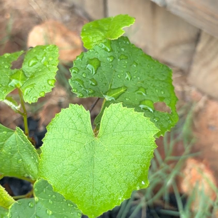 Photo of the plant species Graybark Grape by @MusicalPixiecap named Beyonce on Greg, the plant care app