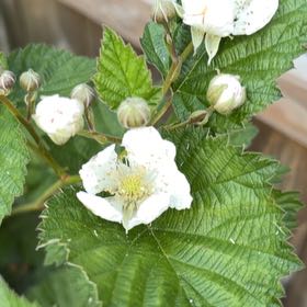 Photo of the plant species Blackberry by @MusicalPixiecap named Mochi on Greg, the plant care app