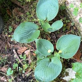 Photo of the plant species Snakeberry by @PalpableLime3 named Demi on Greg, the plant care app