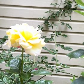 Photo of the plant species White Buttercup by @PalpableLime3 named Planty on Greg, the plant care app