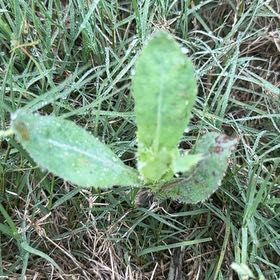 Photo of the plant species Bristly Oxtongue by @RegalRamsons named James Dean on Greg, the plant care app