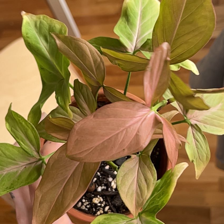 Photo of the plant species Syngonium podophyllum 'Mickey' by @CivicMoss51 named Cleopatra on Greg, the plant care app