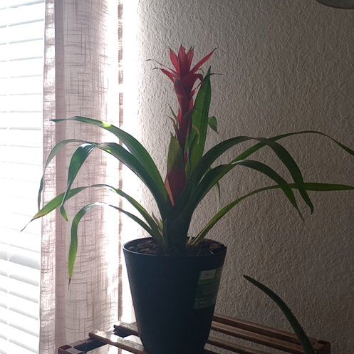 Photo of the plant species Bromeliad by @QuietLippia92 named Francisca on Greg, the plant care app