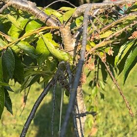 Photo of the plant species Pendulous Dogwood by @SportingBlueash named Dax on Greg, the plant care app