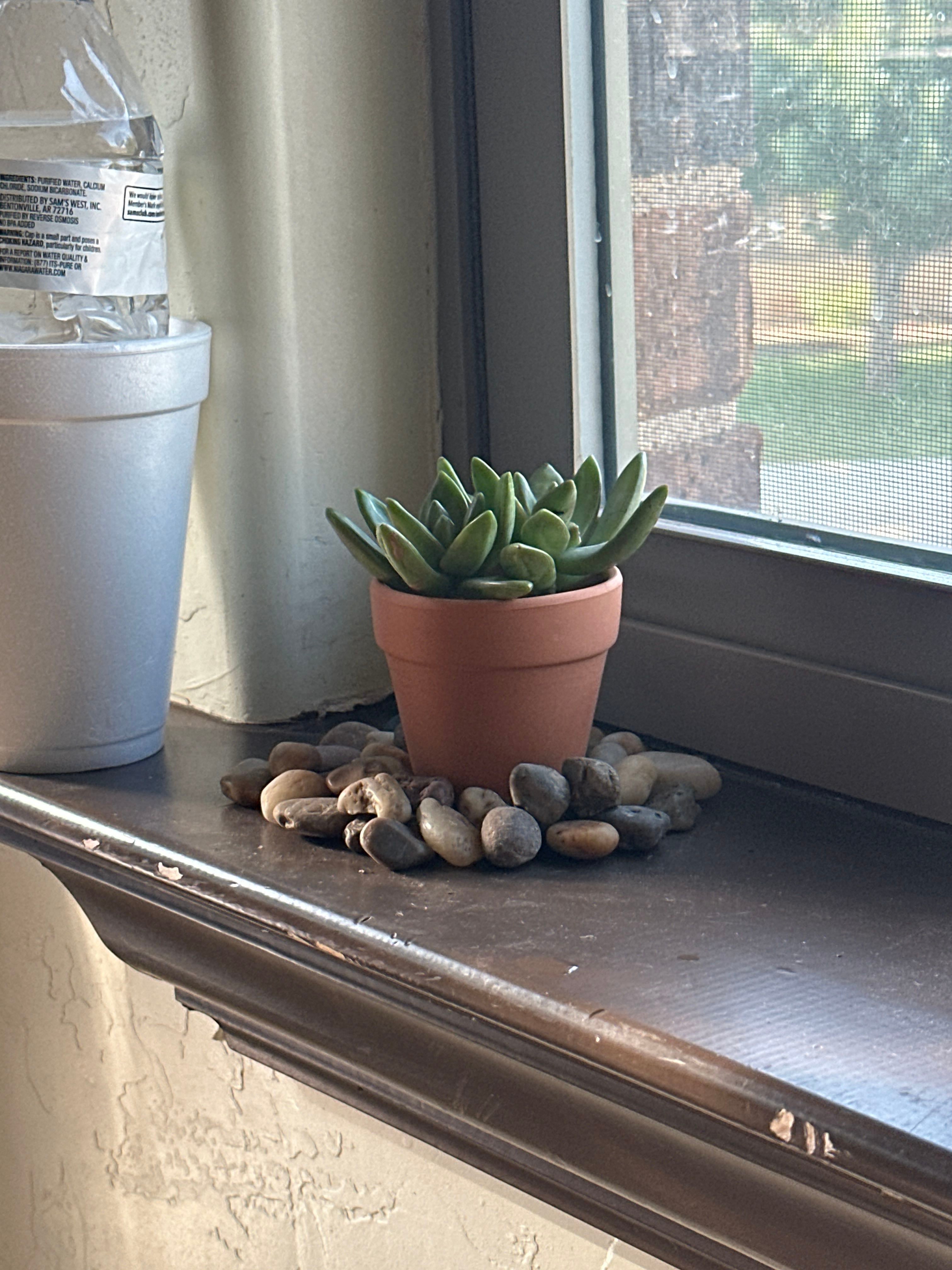 Sedum 'Firestorm' Plant Care: Water, Light, Nutrients | Greg App ?