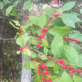 Photo of the plant species Winterberry by @WholeZucchini named Sahara on Greg, the plant care app