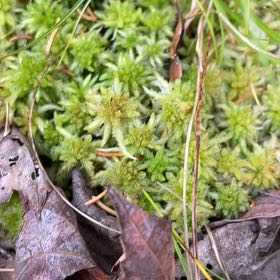 Photo of the plant species Spiky Bog-Moss by @WholeZucchini named Osmo on Greg, the plant care app