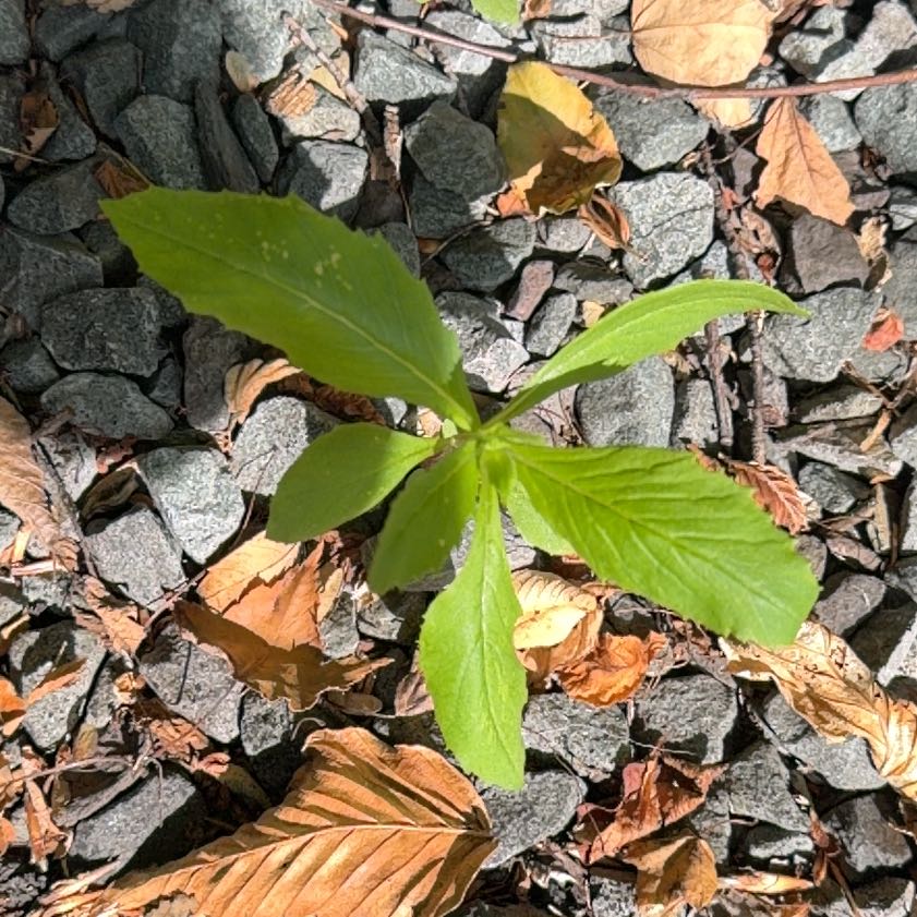 Photo of the plant species American Burnweed by @WholeZucchini named Orwell on Greg, the plant care app