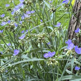 Photo of the plant species Ohio Spiderwort by @SirZulugiant26 named Leonardo on Greg, the plant care app