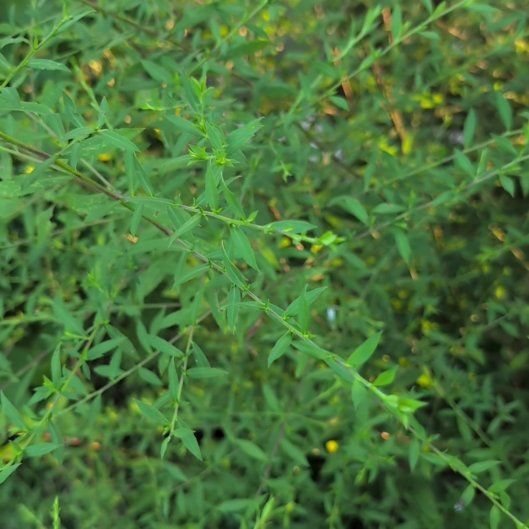 Photo of the plant species Shrubby Yellowcrest by @SirAllotropa67 named Plato on Greg, the plant care app