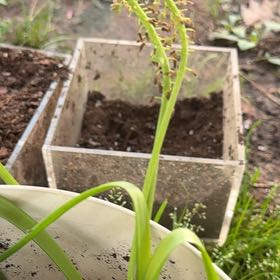 Photo of the plant species Matteuccia by @SuppleMelon45 named Apollo on Greg, the plant care app