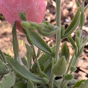 Photo of the plant species Wooly Locoweed by @SuppleMelon45 named Wall-E on Greg, the plant care app