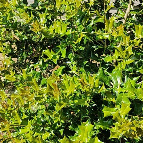 Photo of the plant species Chinese Holly 'Mercury' by @DivineBeachrose named Harmony on Greg, the plant care app