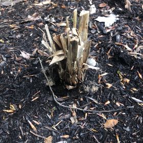 Photo of the plant species Cyperus 'Graceful Grasses® King Tut®' by @DrivenBrushbox named Dolores on Greg, the plant care app