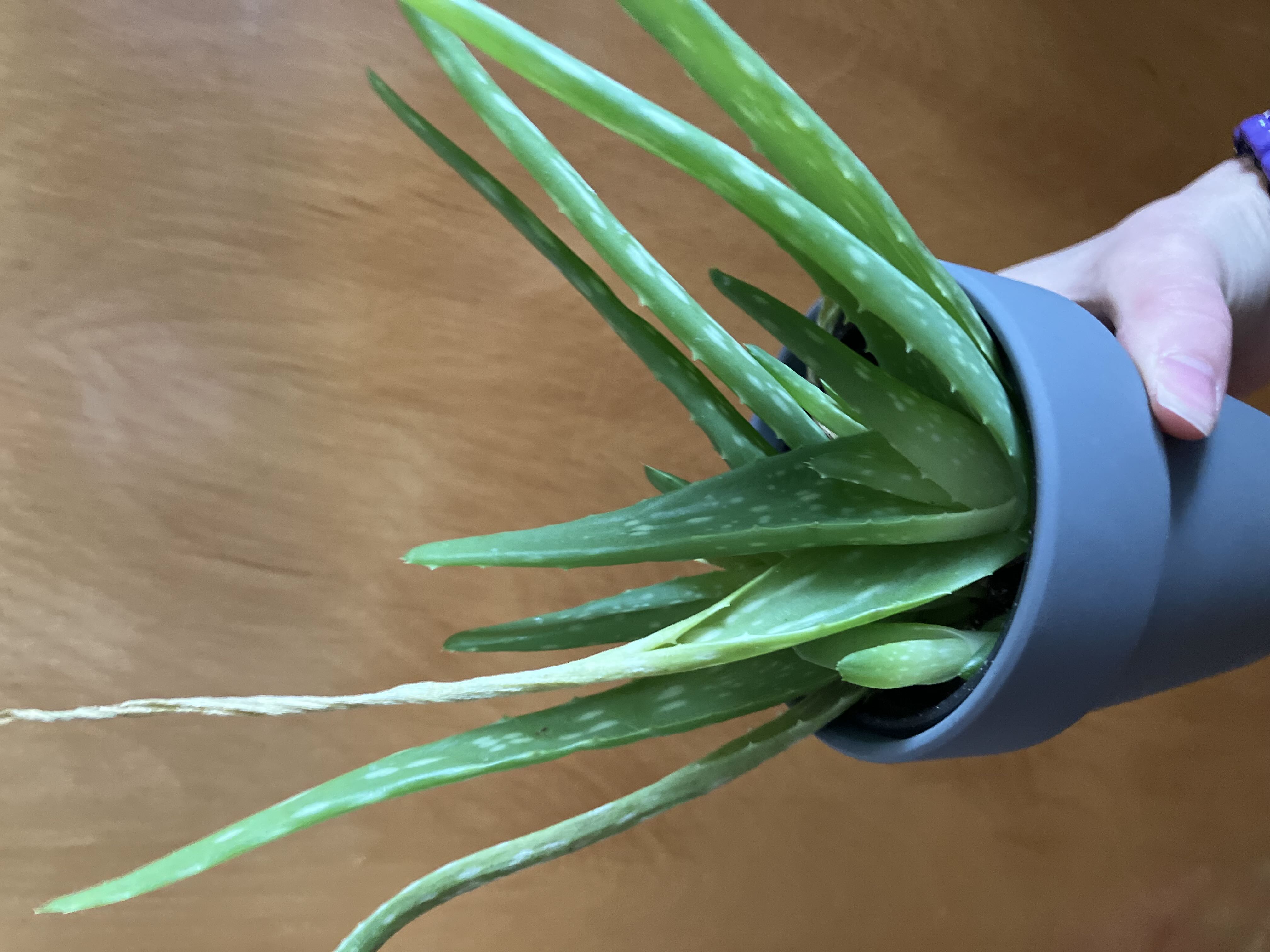 Can Aloe Vera Survive in Cold Weather? Essential Care Tips