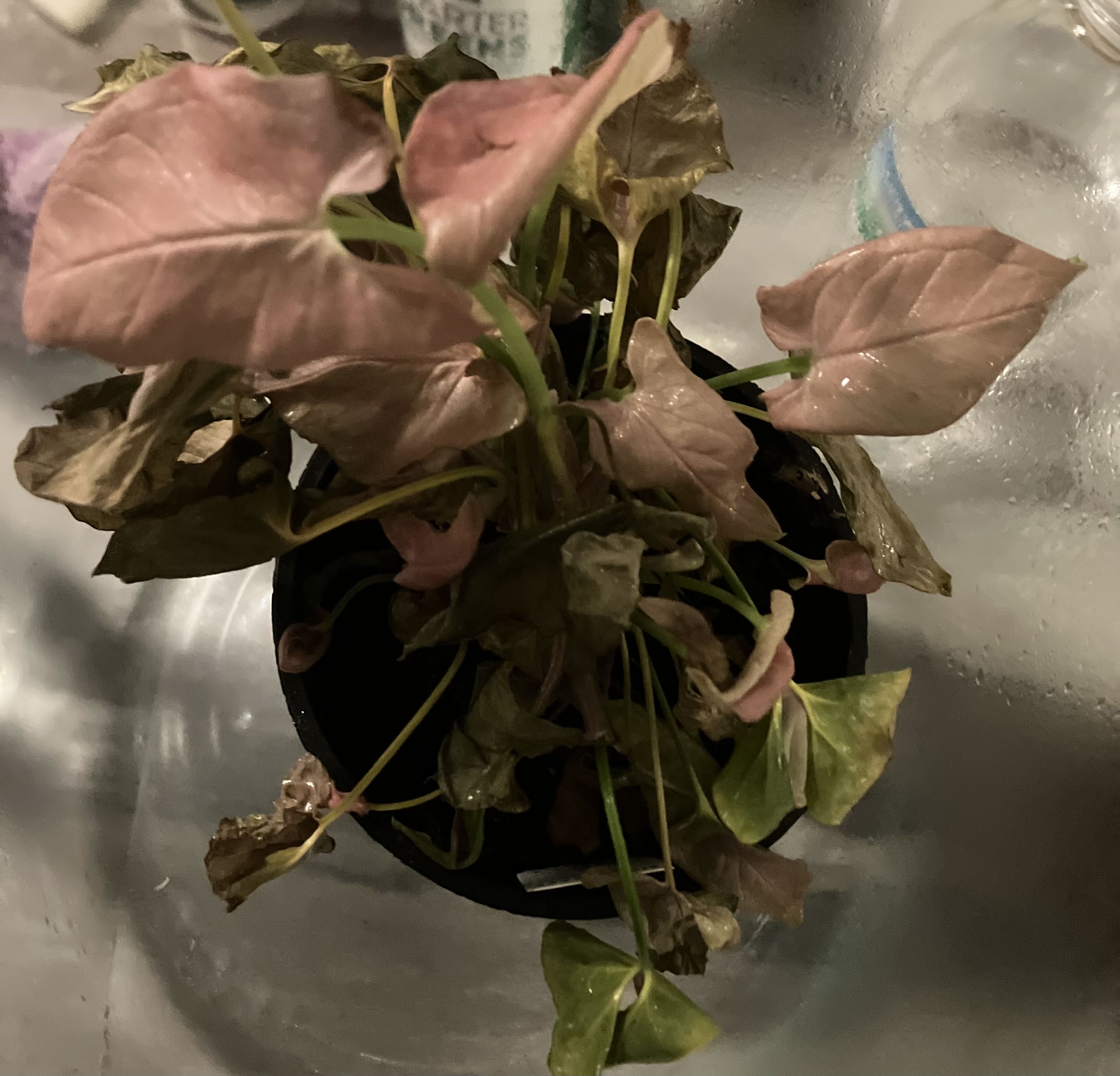 Photo from the post