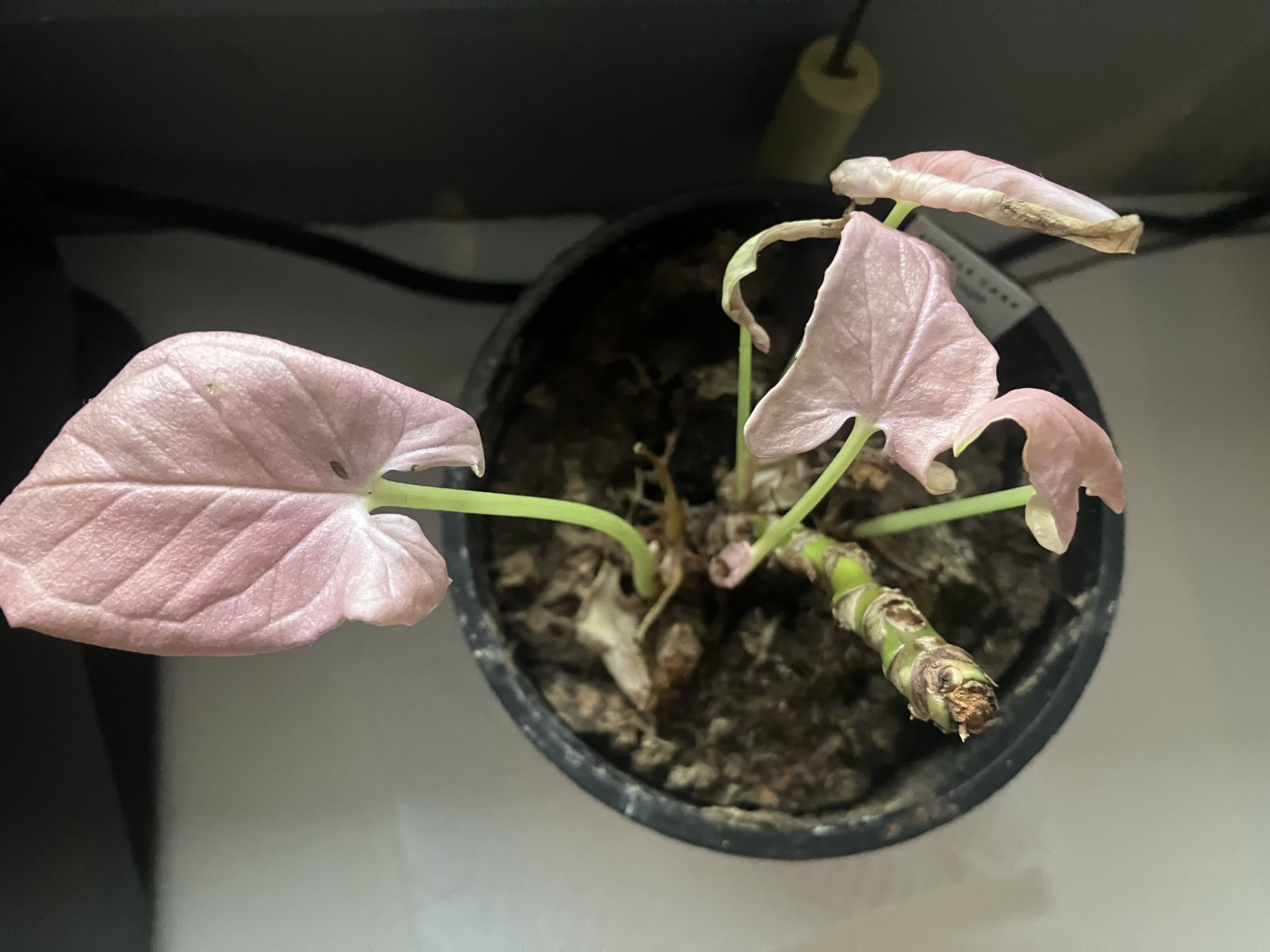 Photo from the post