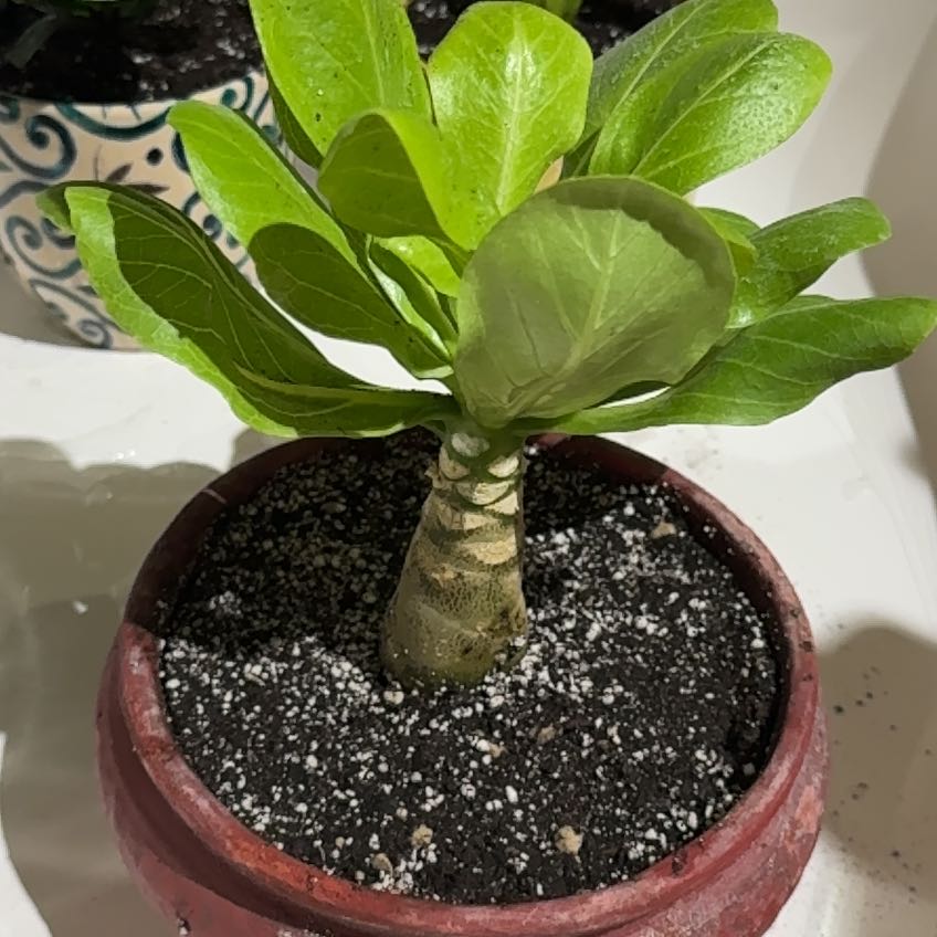 Photo of the plant species Hawaiian Palm by @LastingBalsam67 named Clooney on Greg, the plant care app