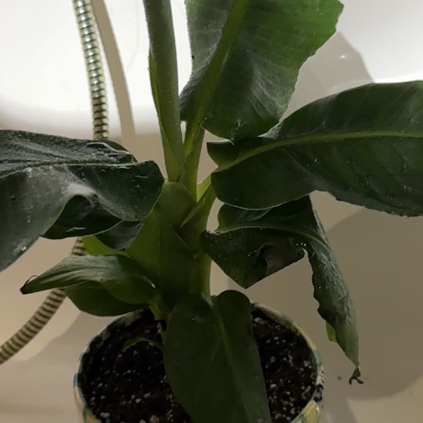 Photo of the plant species Cavendish Super Dwarf Banana by @LastingBalsam67 named Orwell on Greg, the plant care app