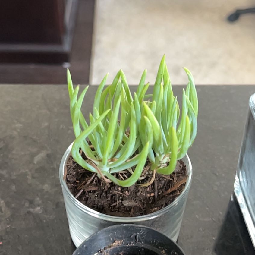 Photo of the plant species blue chalk stick or blue chalk fingers by @ExactSilkyoak83 named Homer on Greg, the plant care app