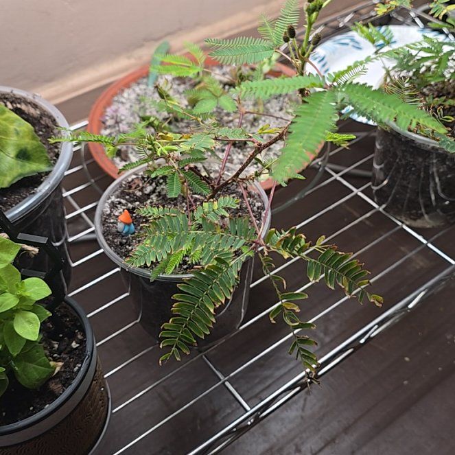 Mimosa pudica