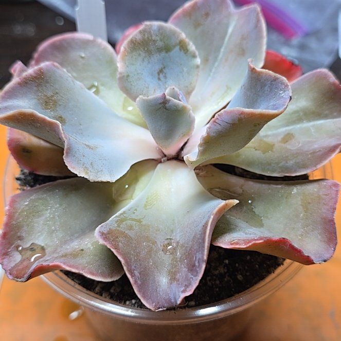 Photo of the plant species Violacina by @Vuxx named Echeveria 'Violacina' on Greg, the plant care app