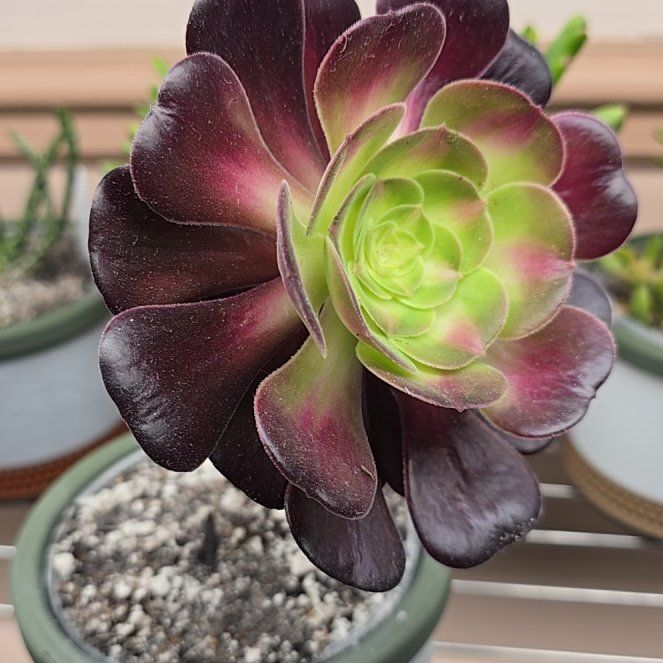 Photo of the plant species Aeonium 'Kilimanjaro' by @Vuxx named Aeonium 'Kilimanjaro' on Greg, the plant care app