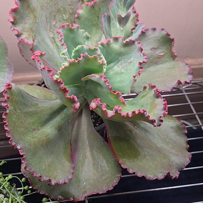 Photo of the plant species Echeveria Dick's Pink by @Vuxx named Echeveria 'Dick's Pink' on Greg, the plant care app