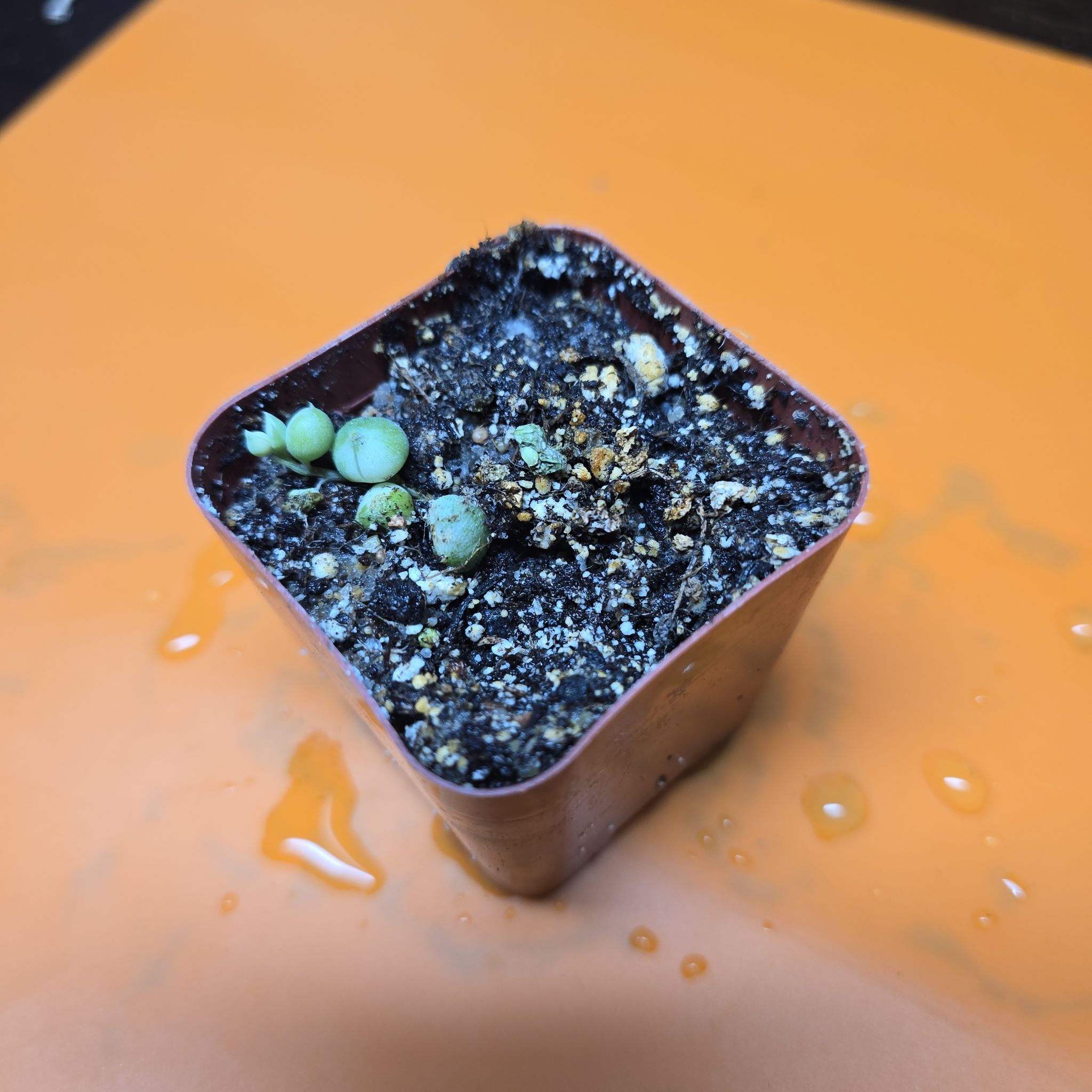 Photo of the plant species Varigated String of Peas by @Vuxx named Senecio rowleyanus Variegata on Greg, the plant care app