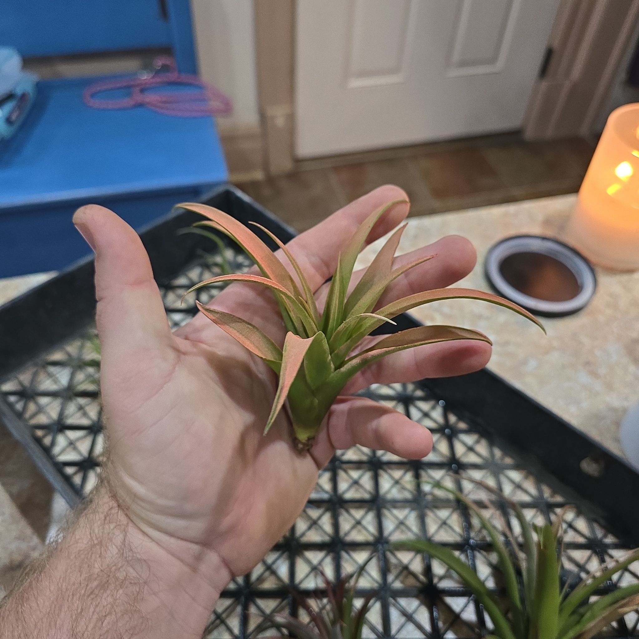 Photo of the plant species Capitata Red Air Plant by @Vuxx named Tillandsia capitata on Greg, the plant care app