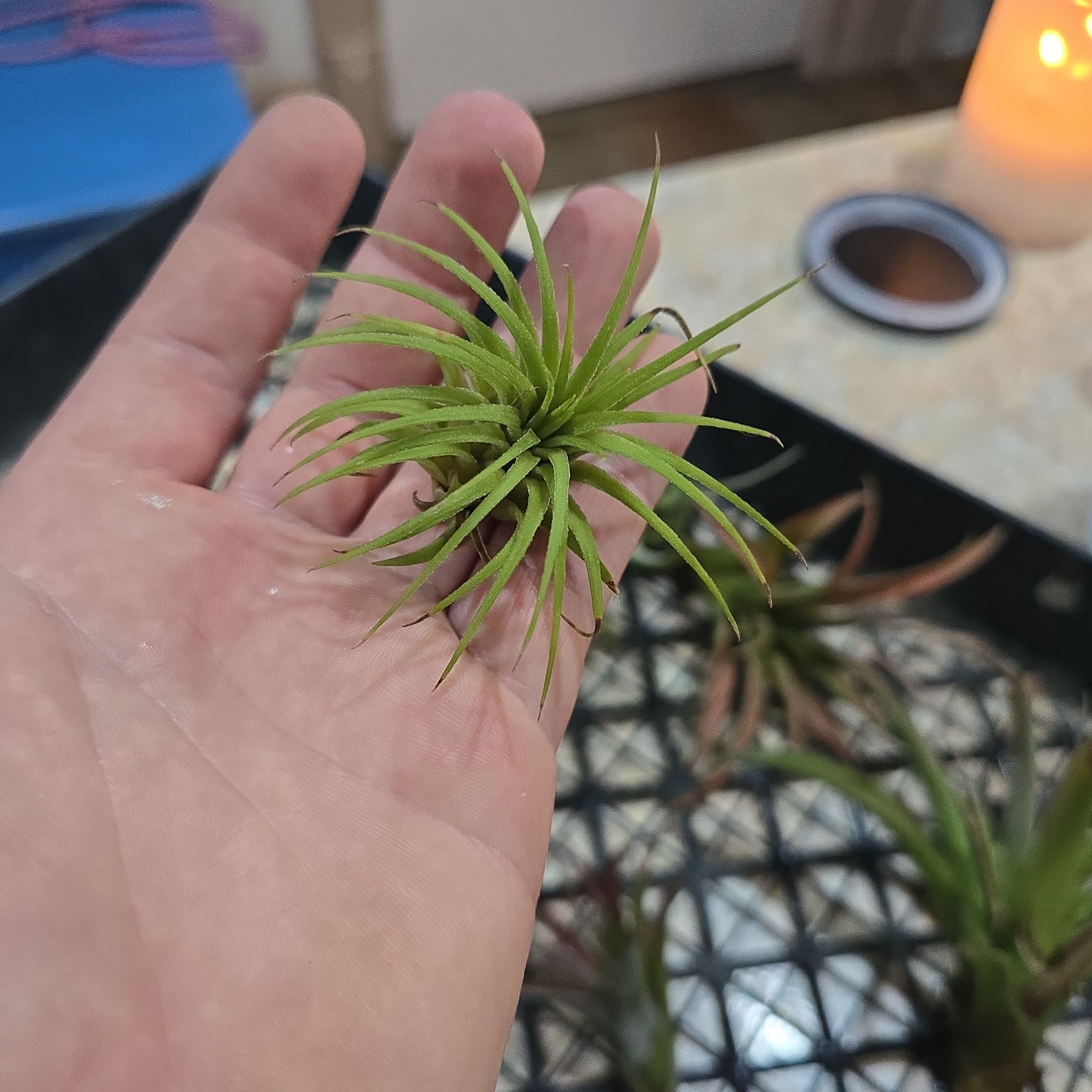 Photo of the plant species Tillandsia magnusiana Air Plant by @Vuxx named Tillandsia magnusiana on Greg, the plant care app