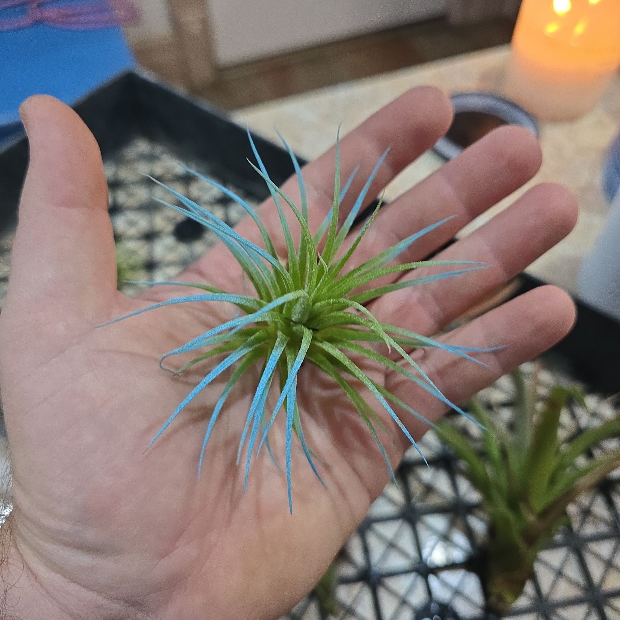 Photo of the plant species Tillandsia magnusiana Air Plant by @Vuxx named Tillandsia magnusiana on Greg, the plant care app