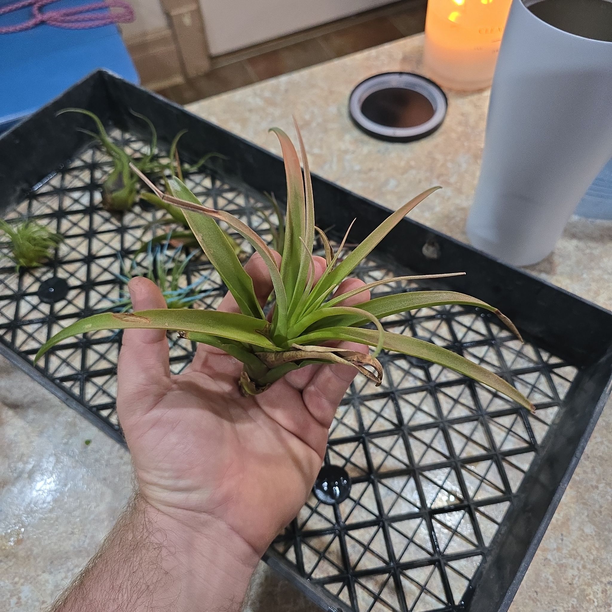 Photo of the plant species Tillandsia polystachia Air Plant by @Vuxx named Tillandsia polystachia on Greg, the plant care app