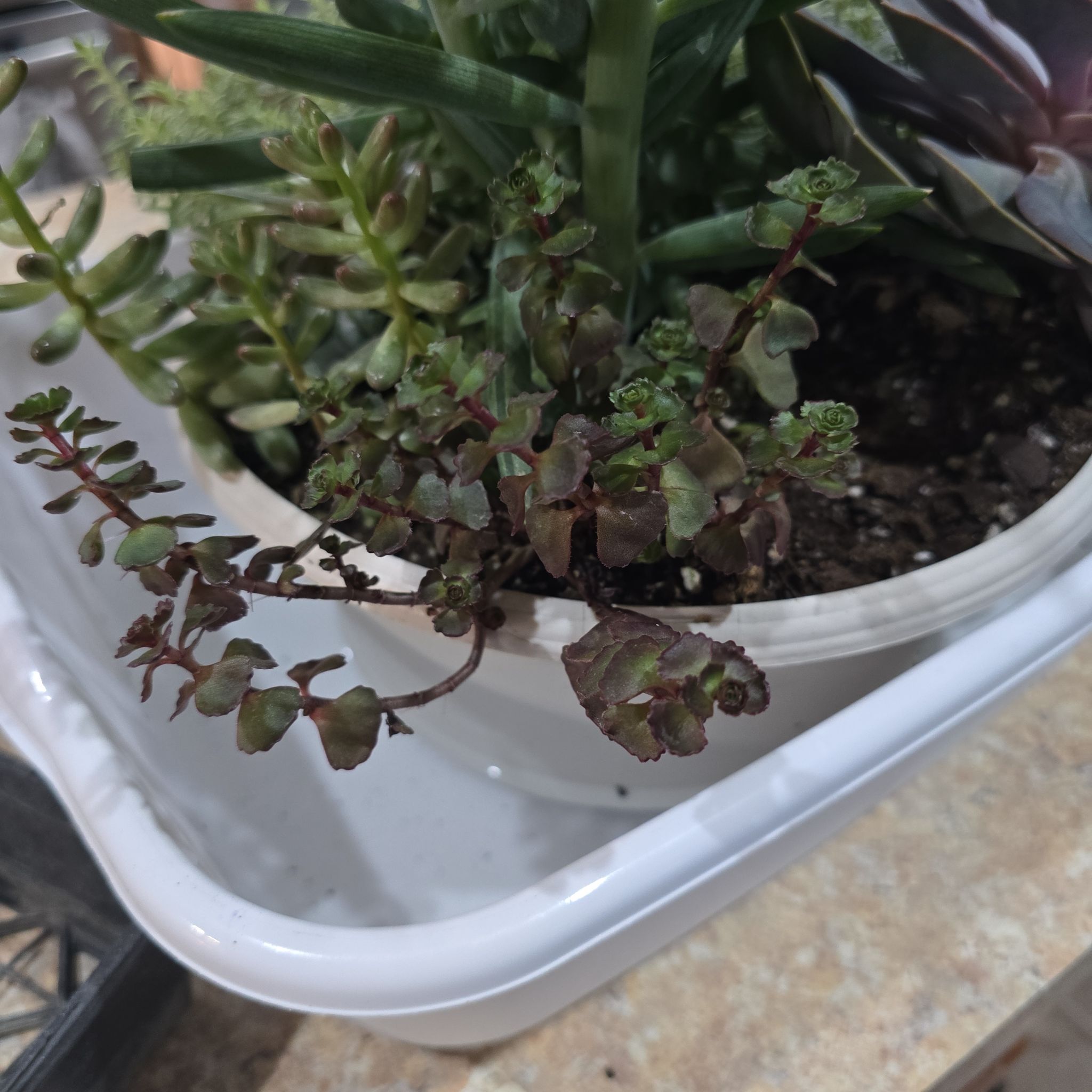 Photo of the plant species Hylotelephium sieboldii var. sieboldii by @Vuxx named Hylotelephium sieboldii on Greg, the plant care app
