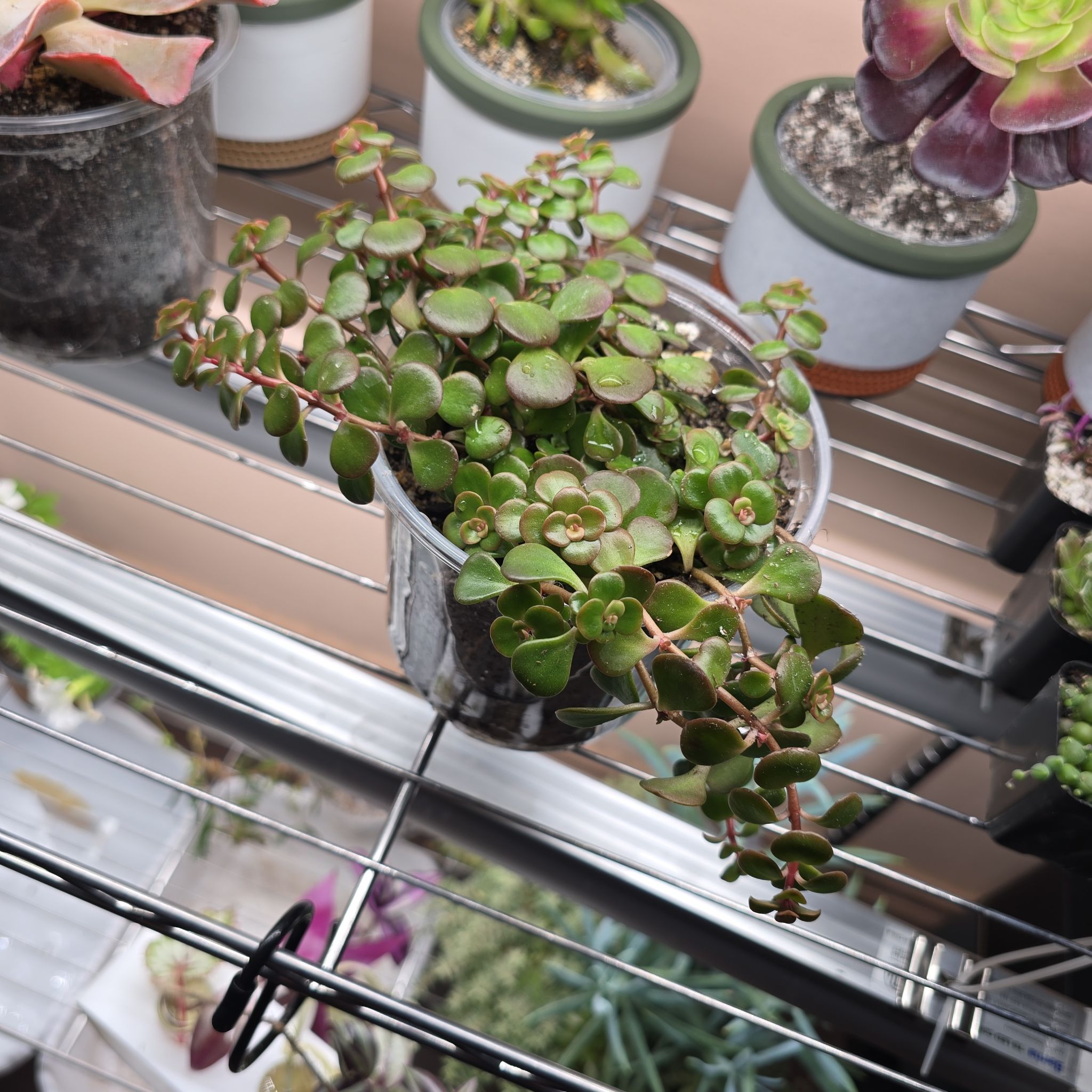 Sedum makinoi 'Variegata' Plant Care: Water, Light, Nutrients