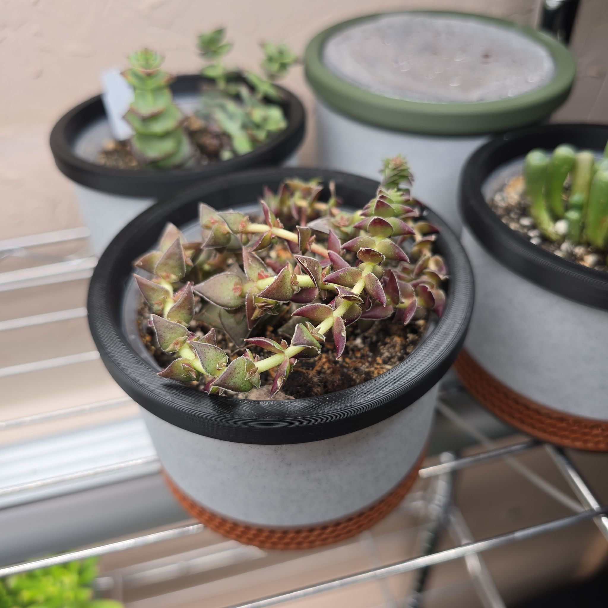 Crassula capitella subsp. thyrsiflora