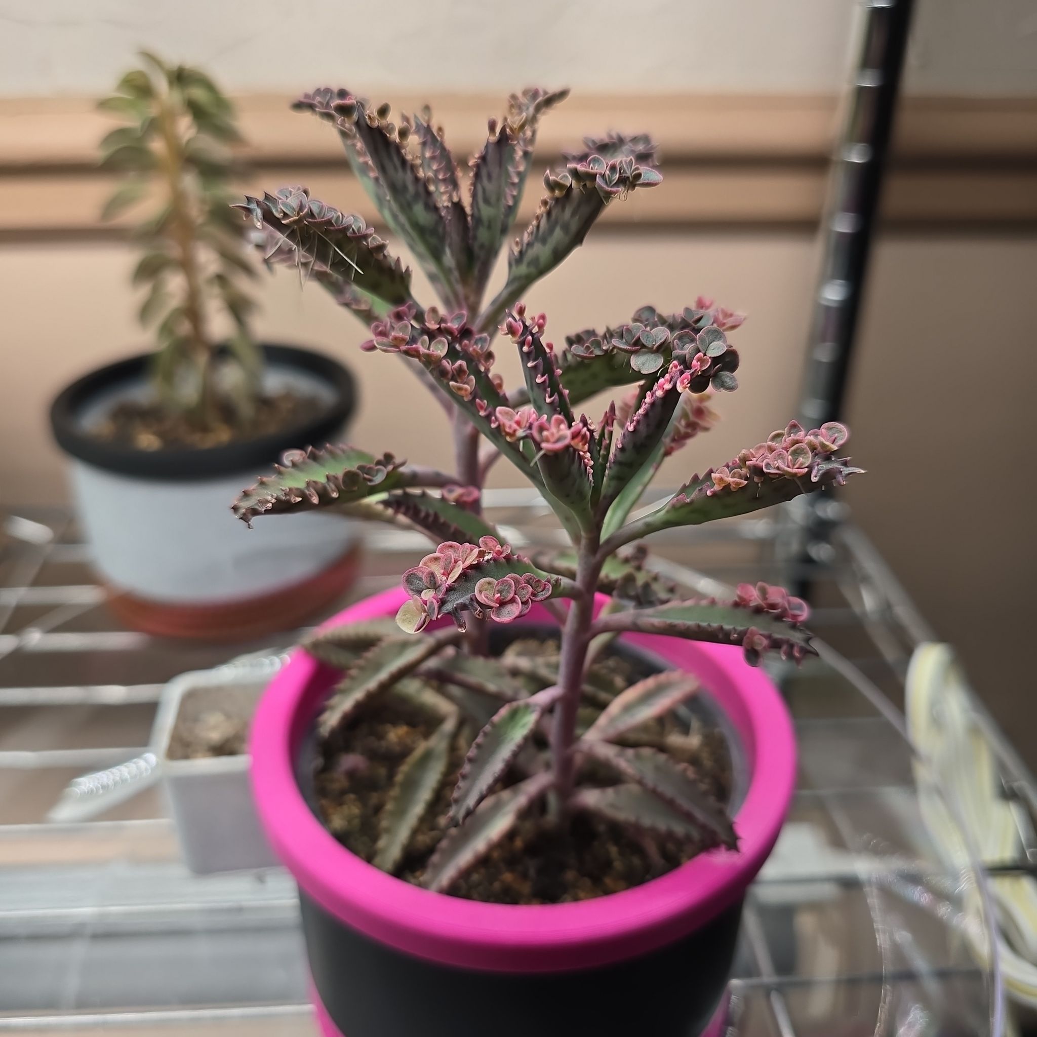 Photo of the plant species Kalanchoe Pink Butterflies by @Vuxx named Kalanchoe daigremontiana cv. Pink Butterflies on Greg, the plant care app
