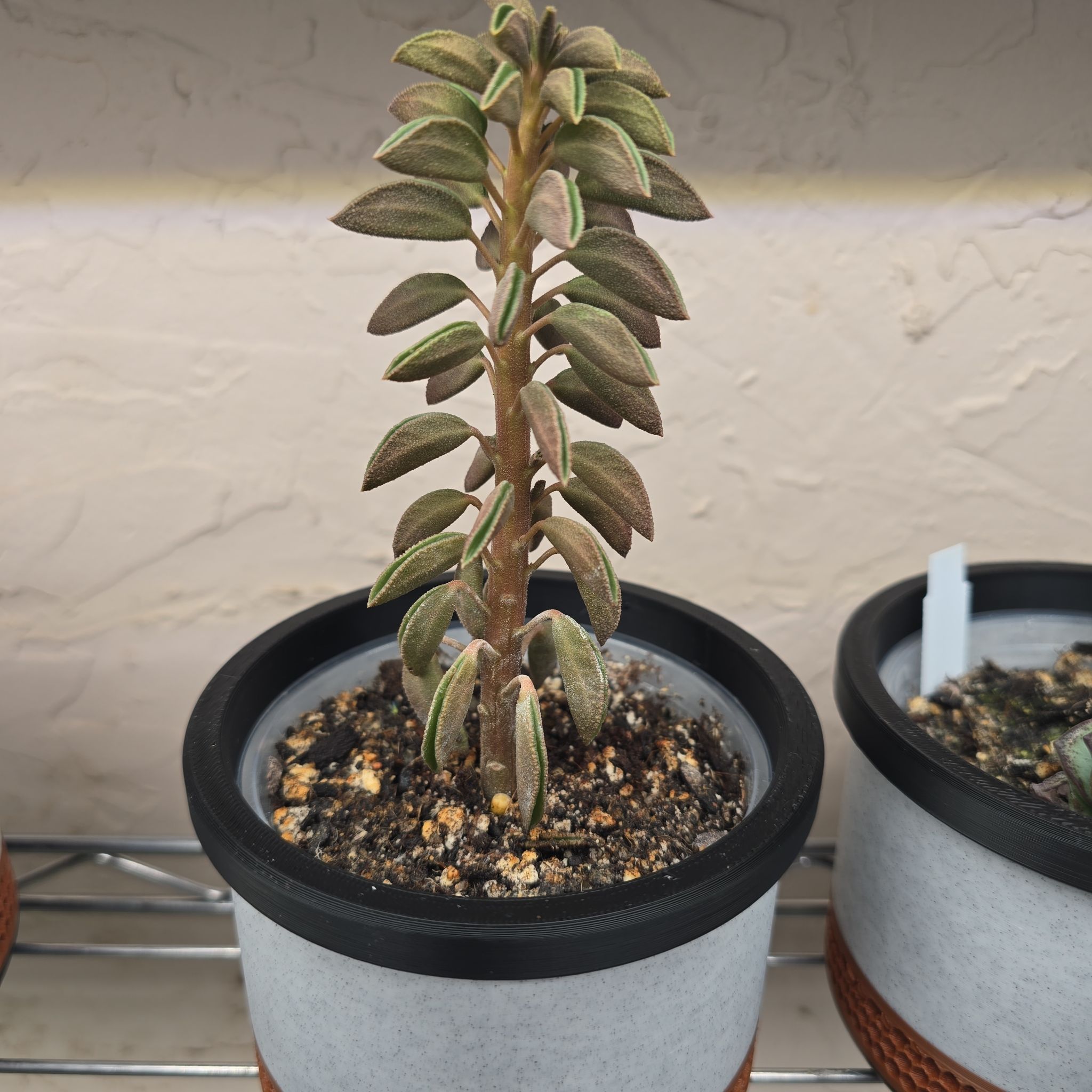 Photo of the plant species Peperomia asperula by @Vuxx named Peperomia asperula on Greg, the plant care app