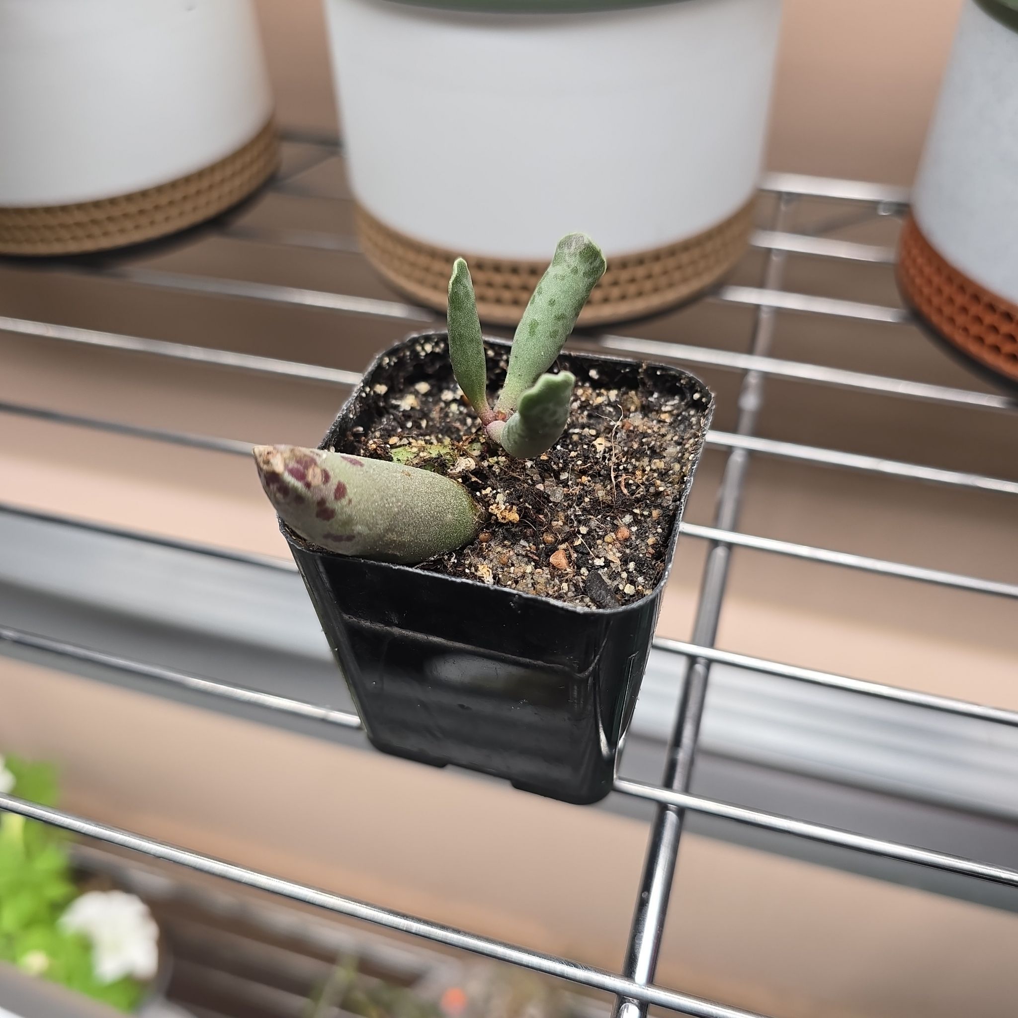 Photo of the plant species Plover Eggs 'Grey' by @Vuxx named Adromischus cooperi on Greg, the plant care app