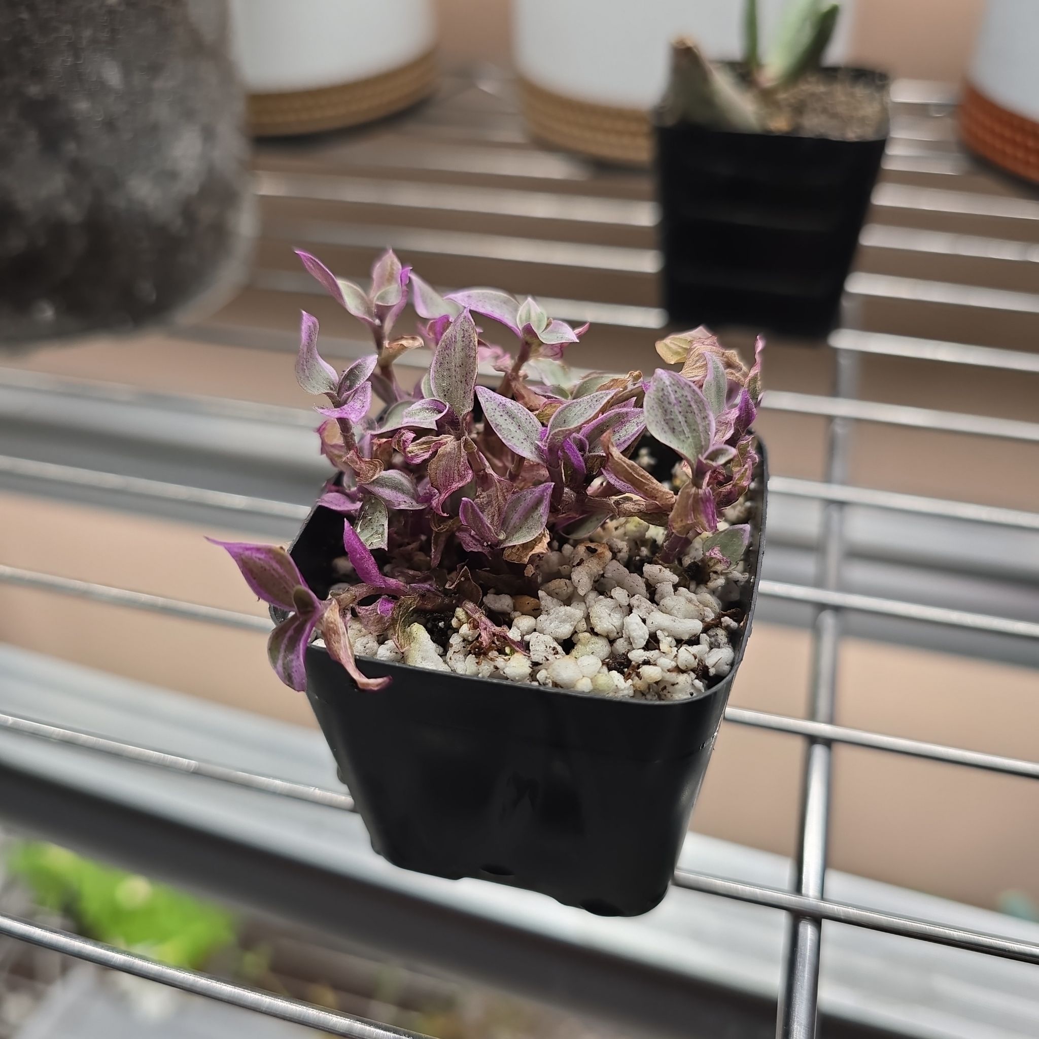 Photo of the plant species pink panter by @Vuxx named Callisia repens 'Pink Panther' on Greg, the plant care app