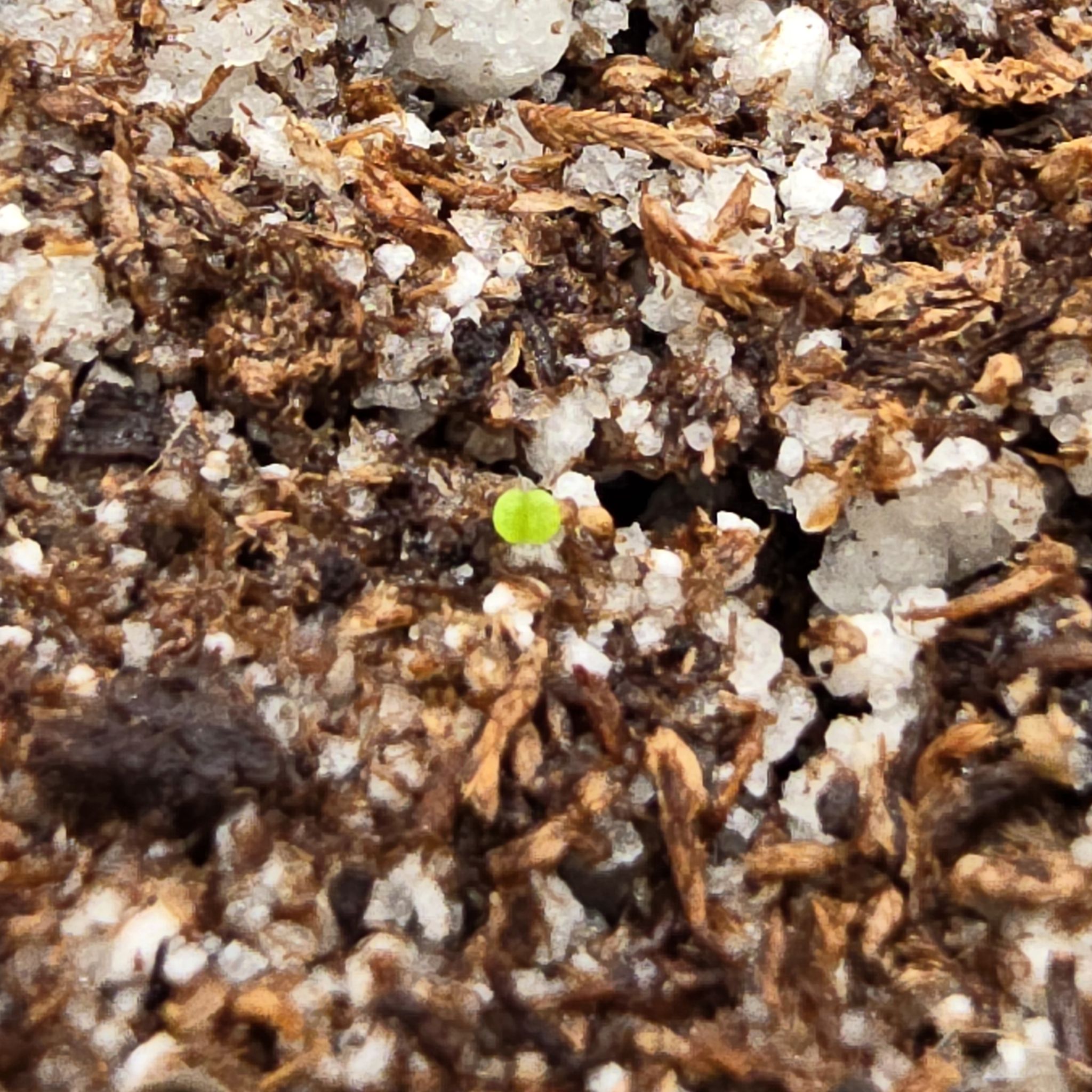 Pachyphytum Oviferum