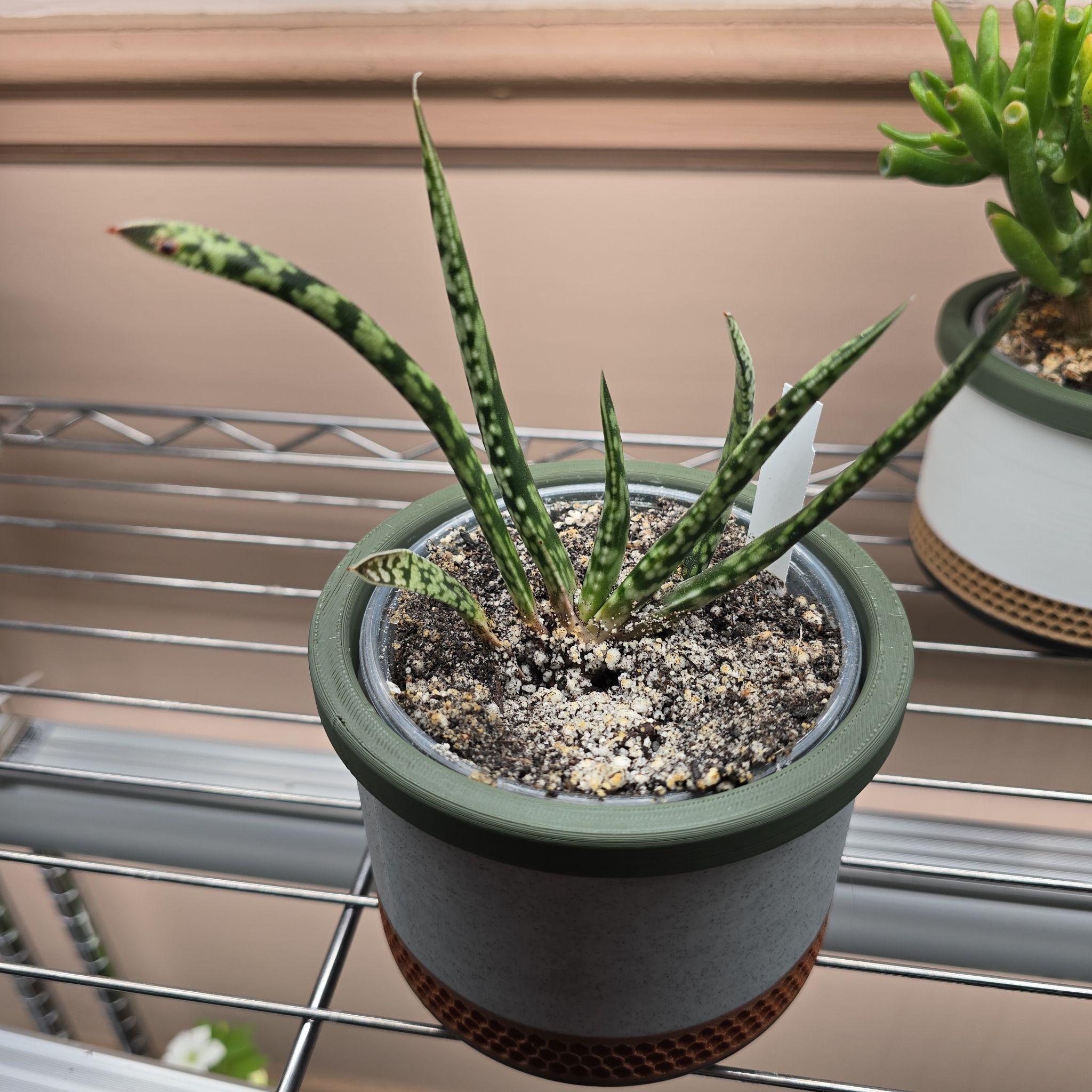 Photo of the plant species Gasteria Bicolor by @Vuxx named Gasteria bicolor f. caespitosa on Greg, the plant care app