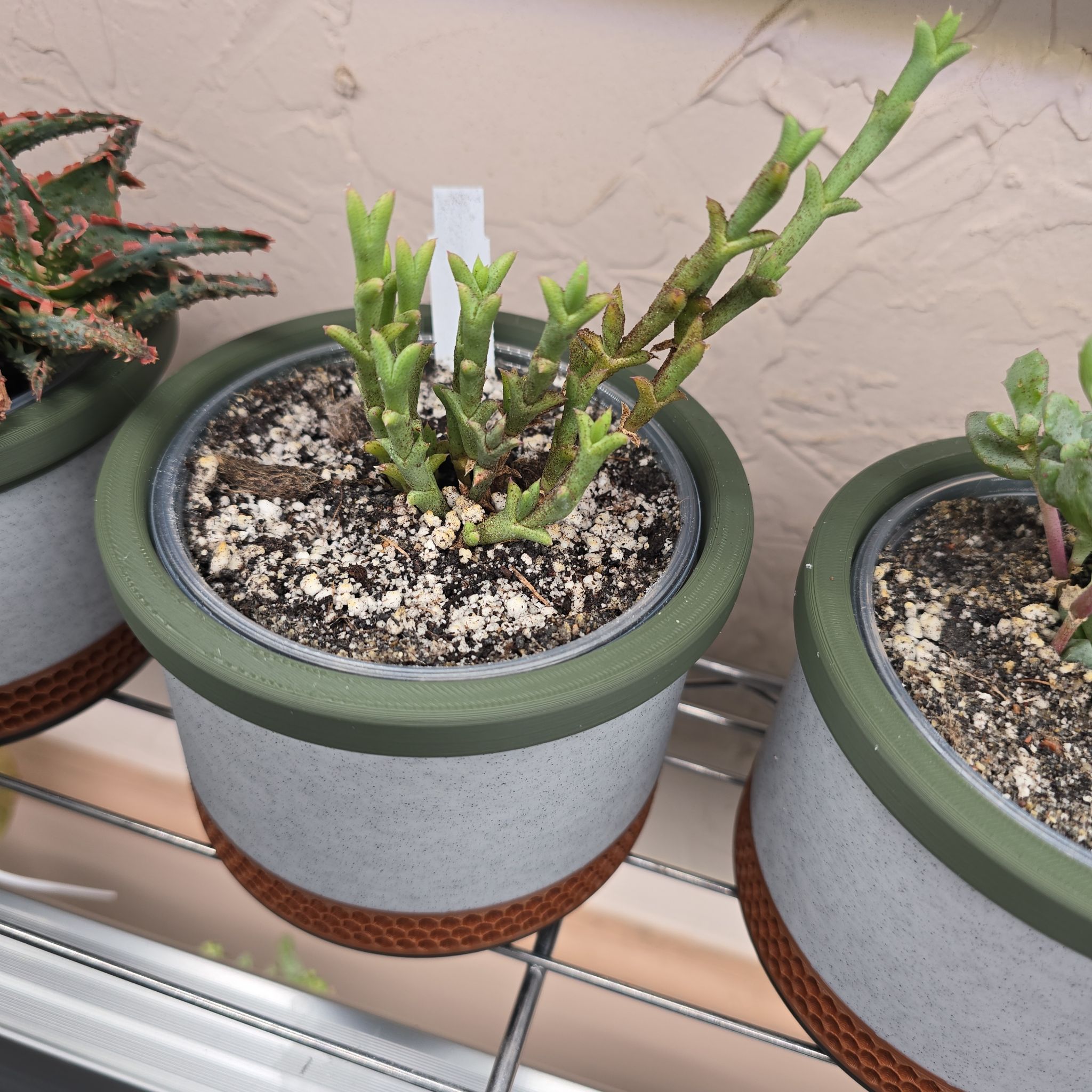 Photo of the plant species Doringvygie by @Vuxx named Ruschia uncinata on Greg, the plant care app