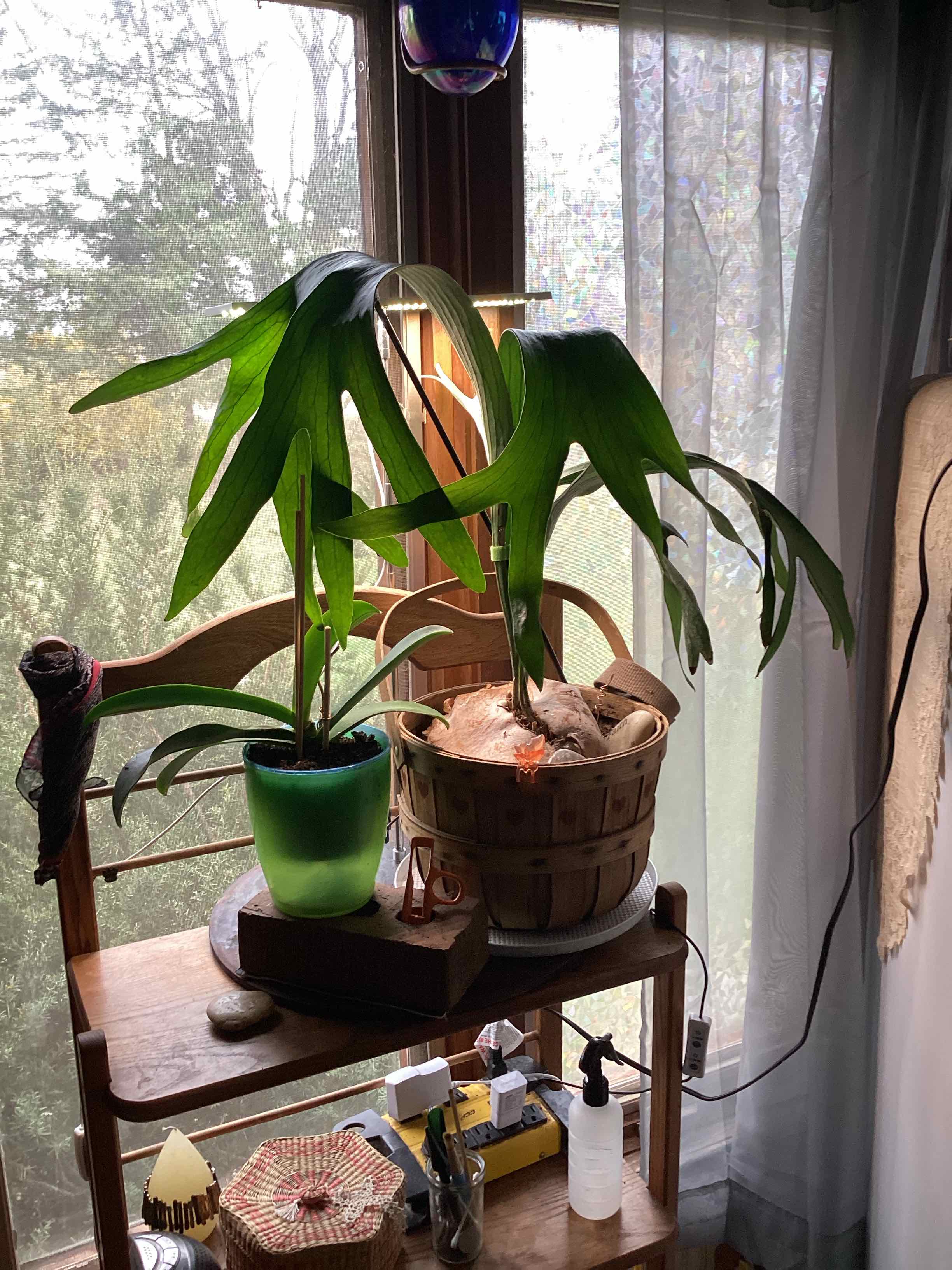 Elkhorn Fern plant photo by @Maybe named Ark on Greg, the plant care app.