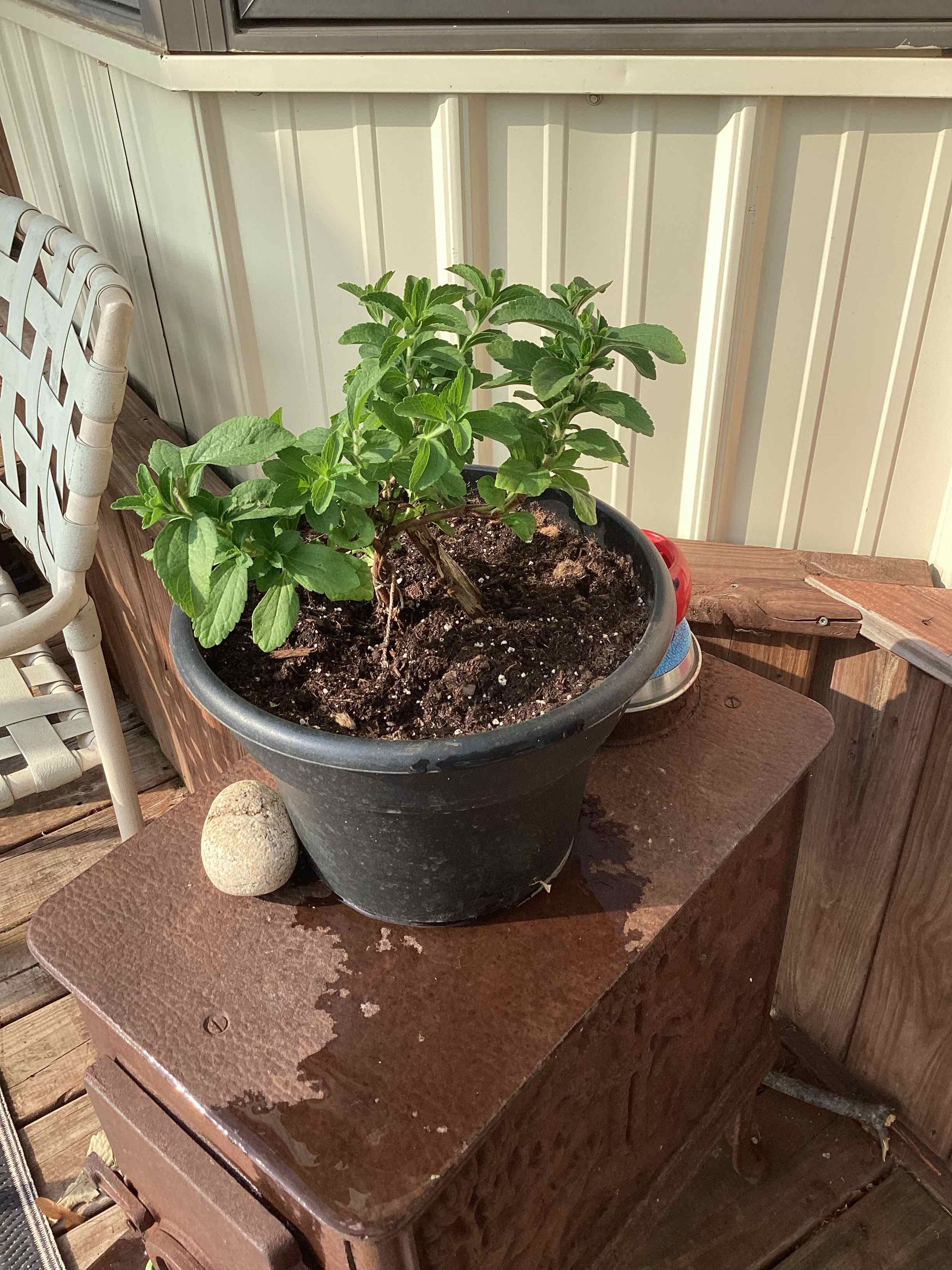 why-are-there-brown-spots-on-my-stevia